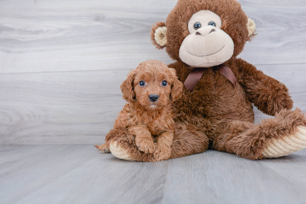 Energetic Cavoodle Poodle Mix Puppy