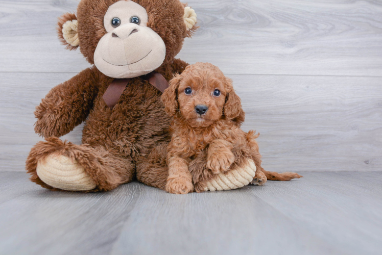 Fluffy Cavapoo Poodle Mix Pup