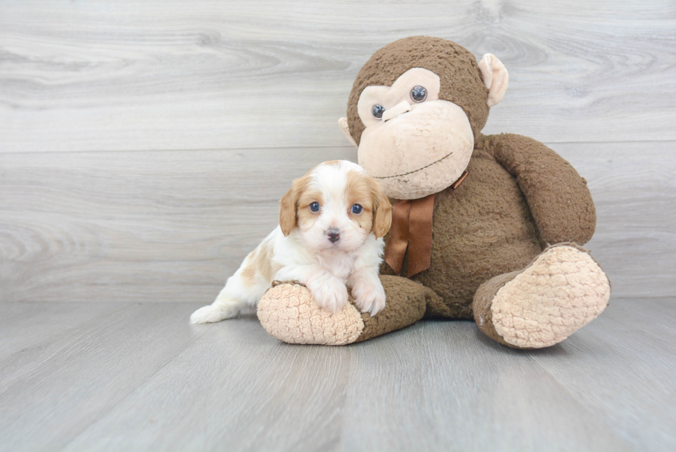 Cavapoo Puppy for Adoption