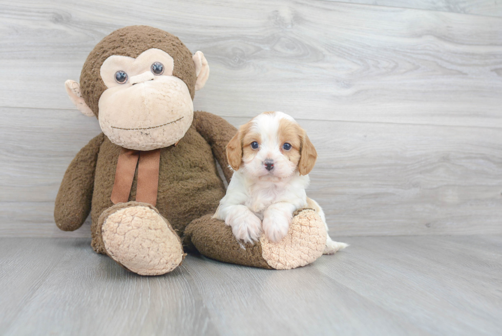 Little Cavoodle Poodle Mix Puppy