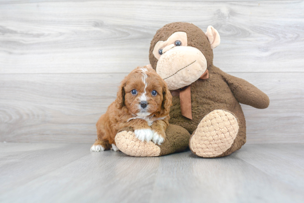 Energetic Cavoodle Poodle Mix Puppy