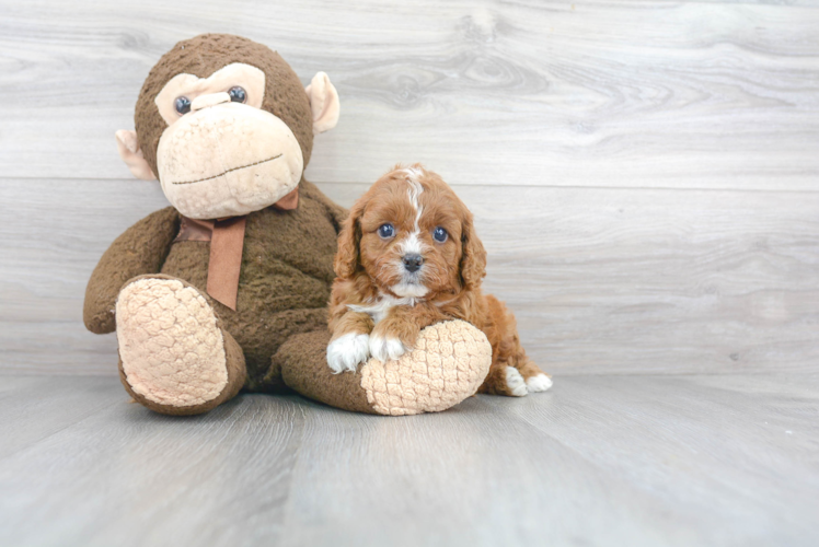 Adorable Cavoodle Poodle Mix Puppy