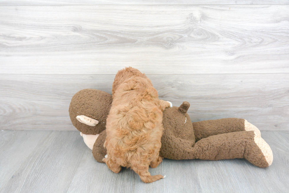 Cavapoo Pup Being Cute