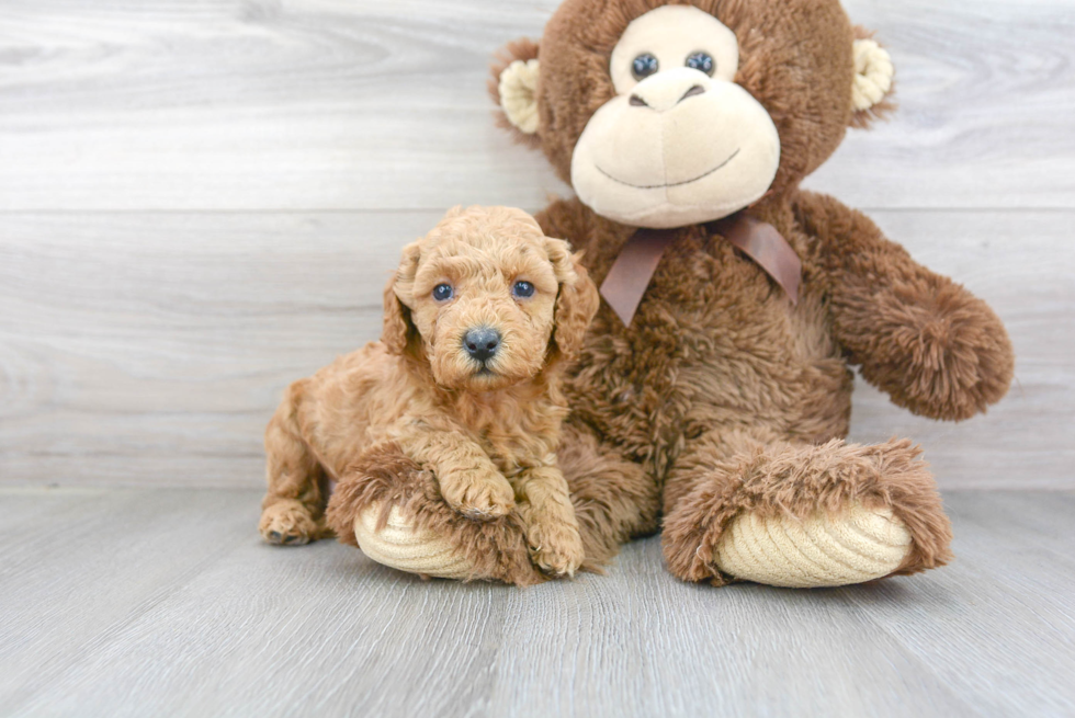 Small Cavapoo Baby