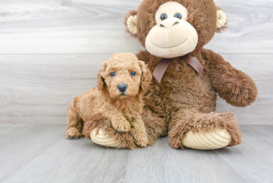 Small Cavapoo Baby