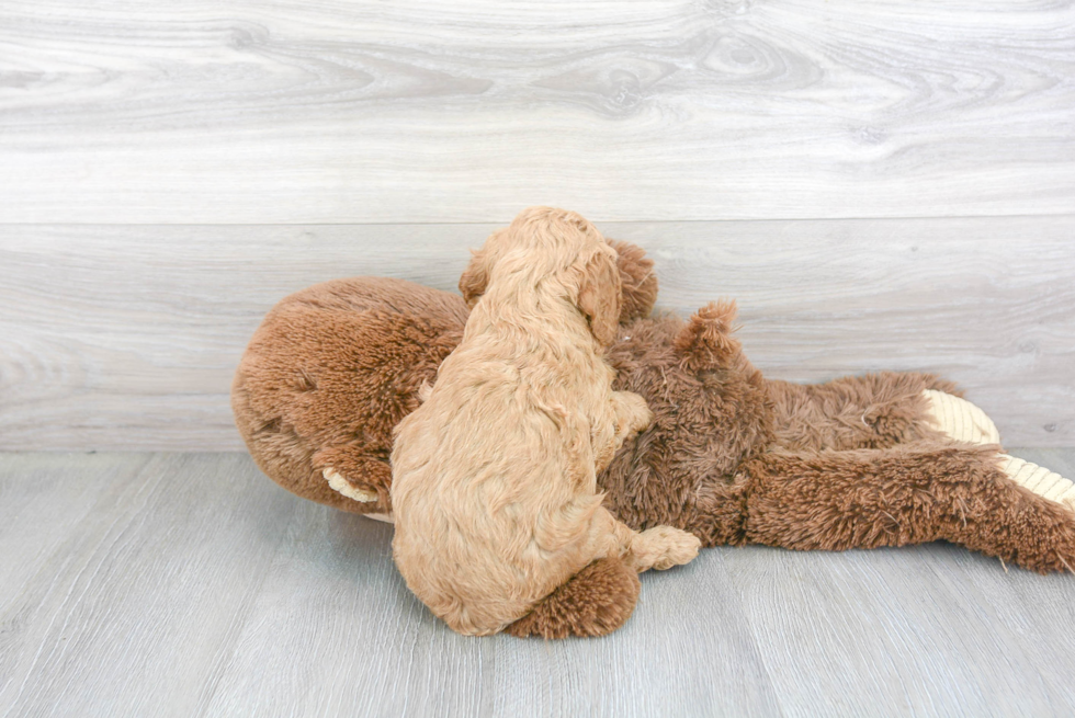 Smart Cavapoo Poodle Mix Pup