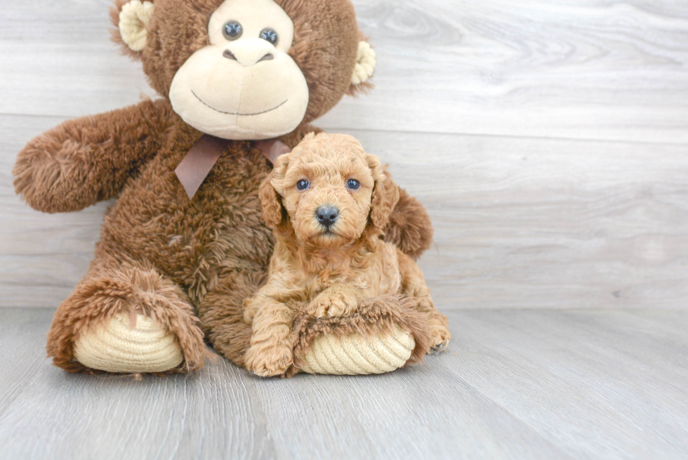 Cavapoo Pup Being Cute