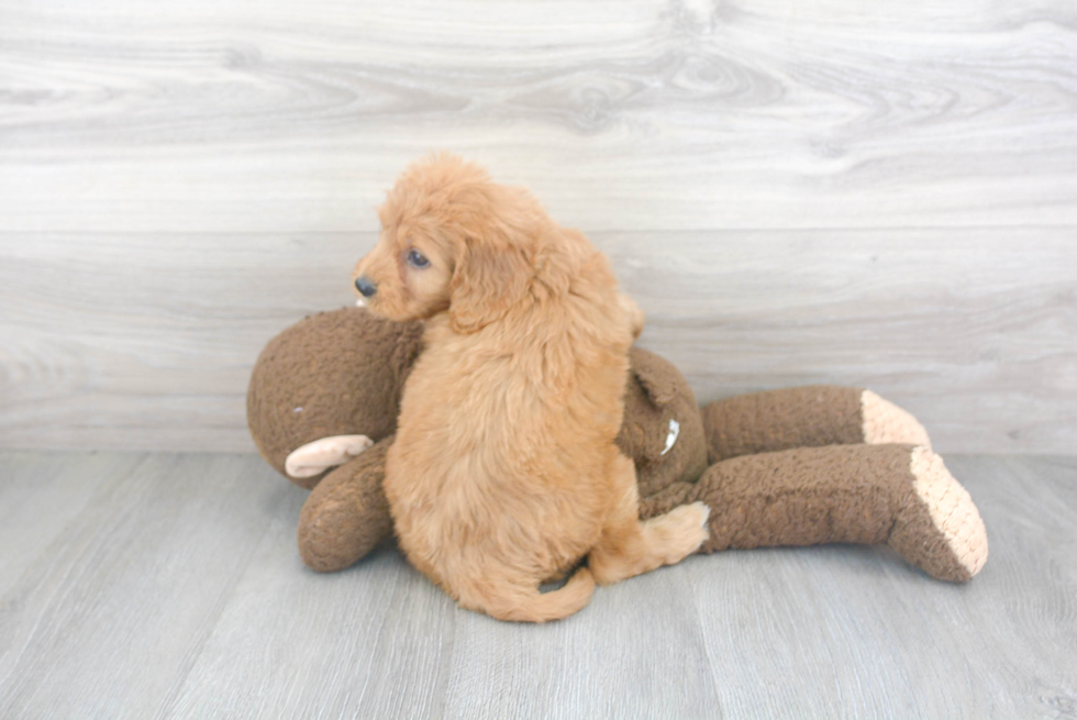 Cavapoo Pup Being Cute