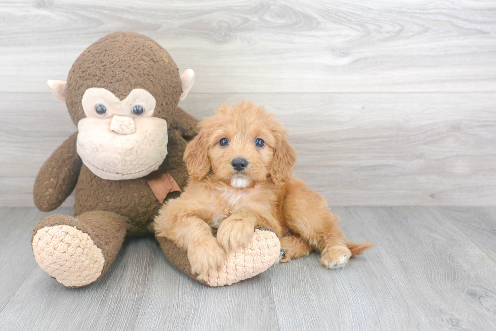 Smart Cavapoo Poodle Mix Pup