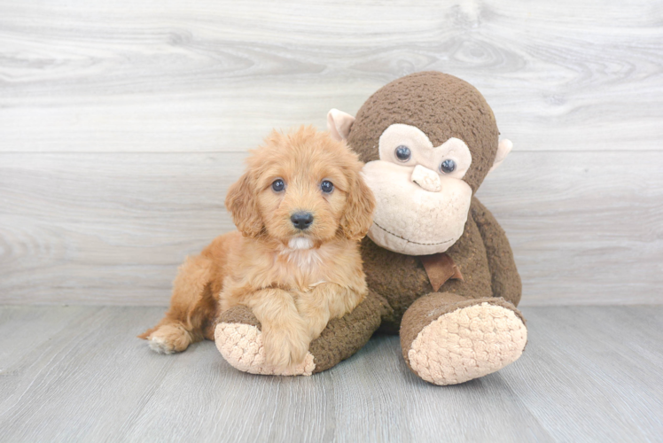 Popular Cavapoo Poodle Mix Pup