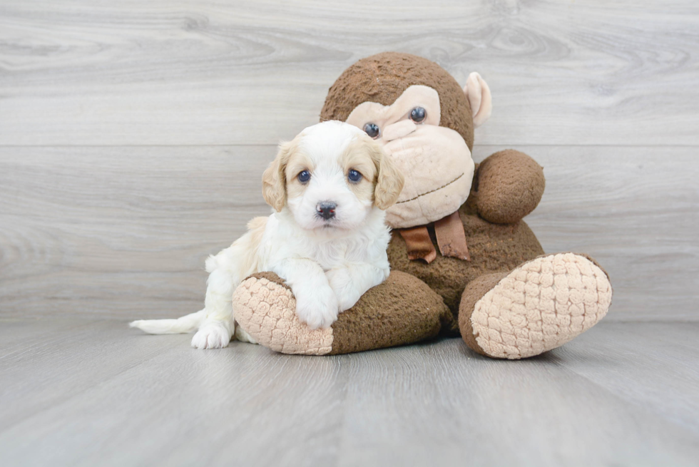 Cute Cavapoo Baby