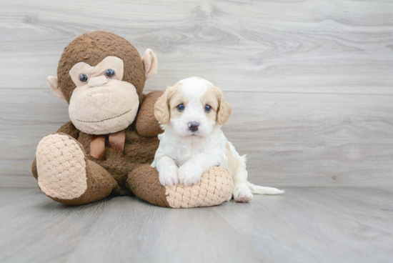 Smart Cavapoo Poodle Mix Pup