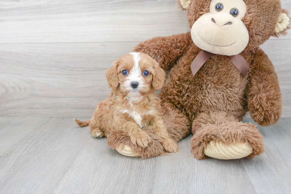 Fluffy Cavapoo Poodle Mix Pup