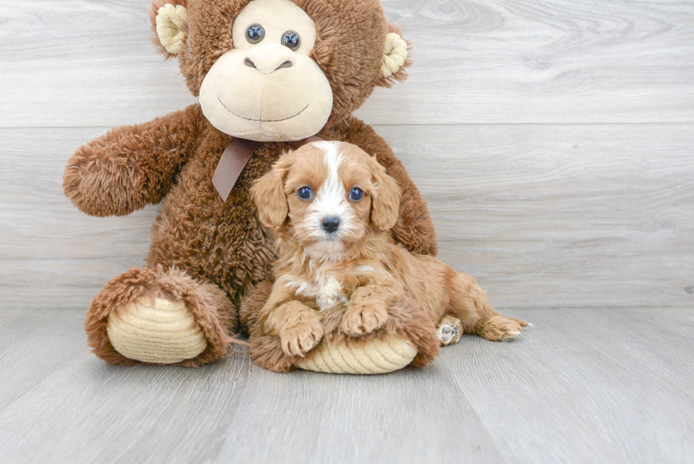 Sweet Cavapoo Baby