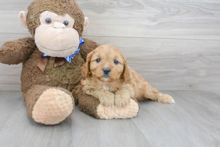 Petite Cavapoo Poodle Mix Pup