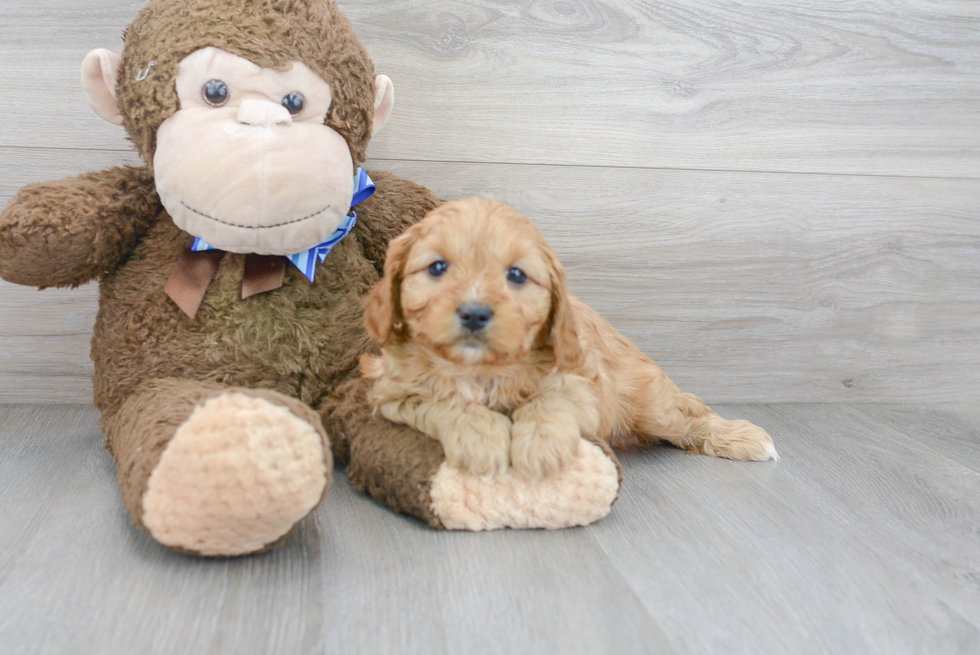 Petite Cavapoo Poodle Mix Pup