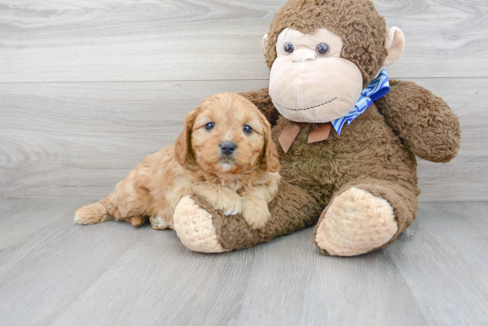 Popular Cavapoo Poodle Mix Pup