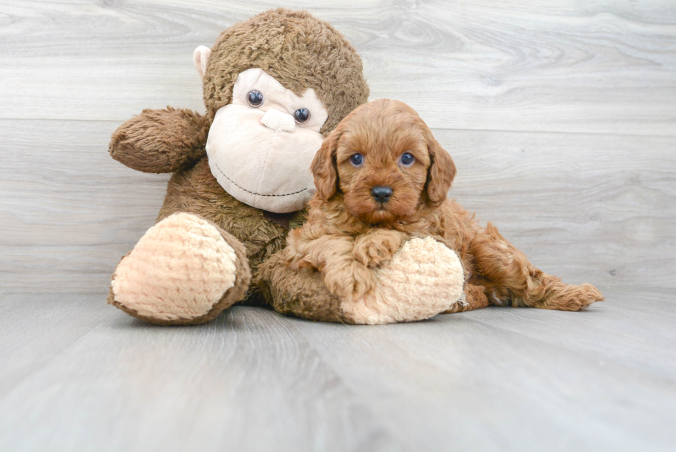 Cute Cavapoo Baby