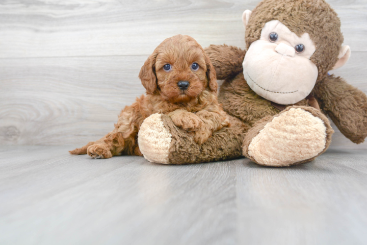 Cavapoo Puppy for Adoption
