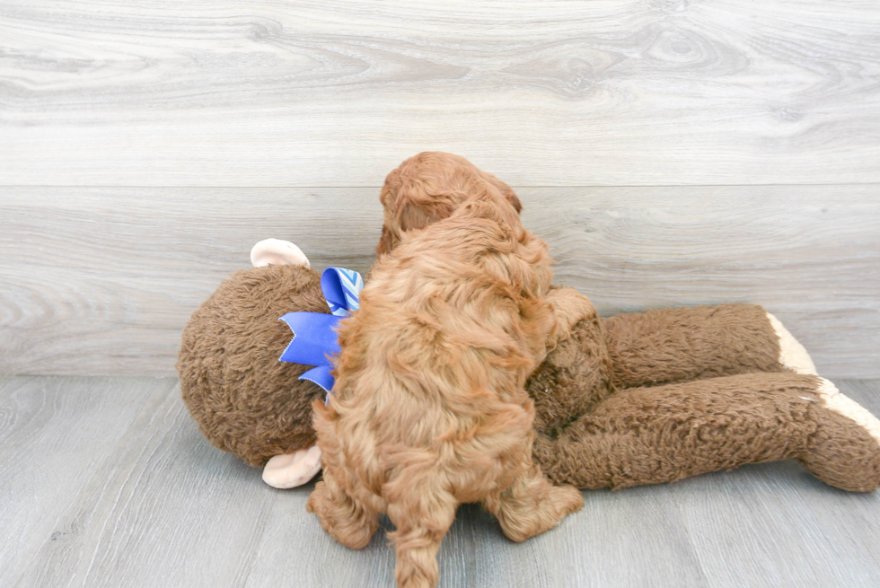 Cavapoo Pup Being Cute