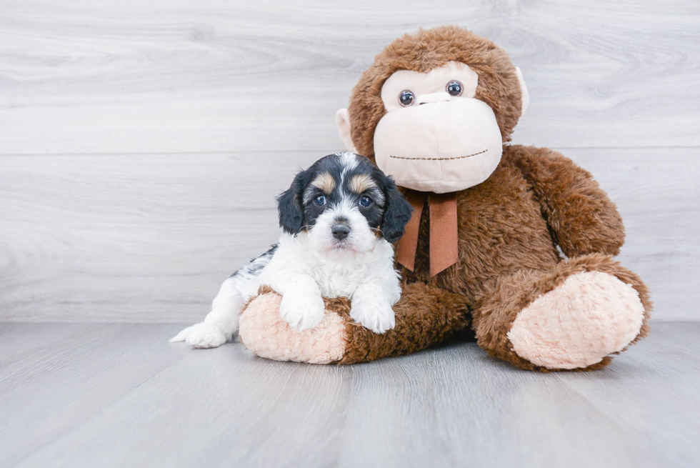 Playful Cavoodle Poodle Mix Puppy