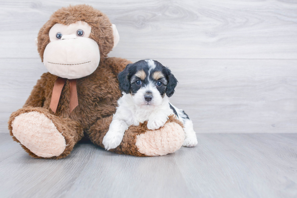 Best Cavapoo Baby