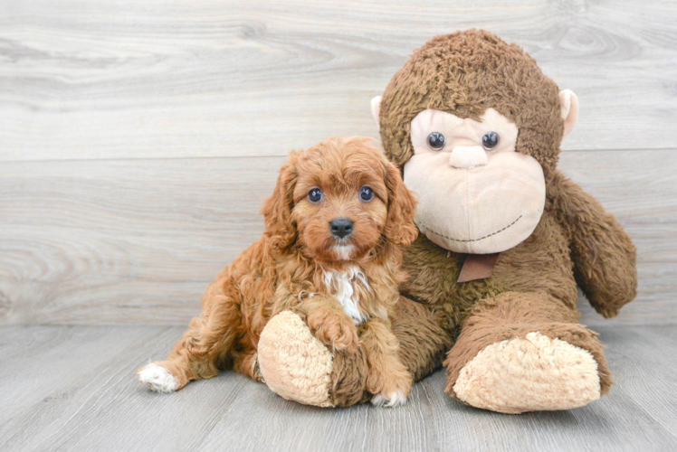 Best Cavapoo Baby