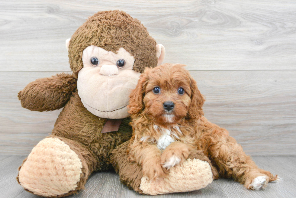 Popular Cavapoo Poodle Mix Pup