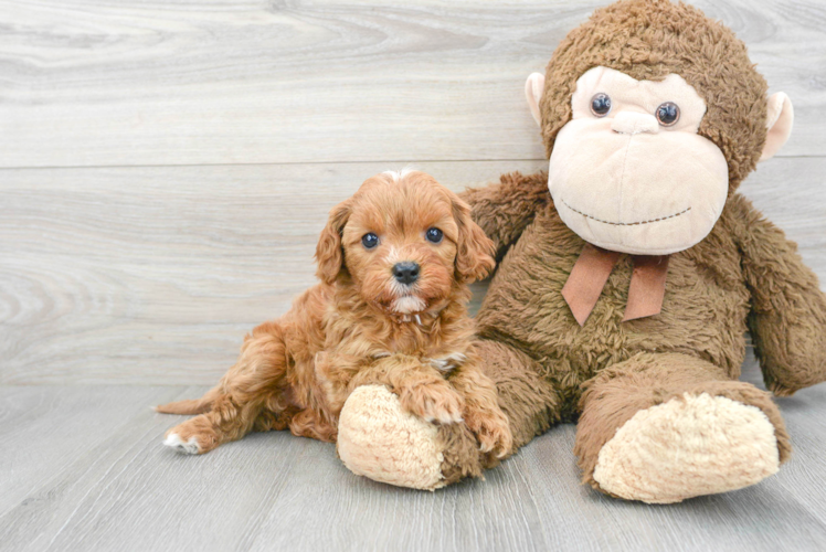 Cavapoo Pup Being Cute