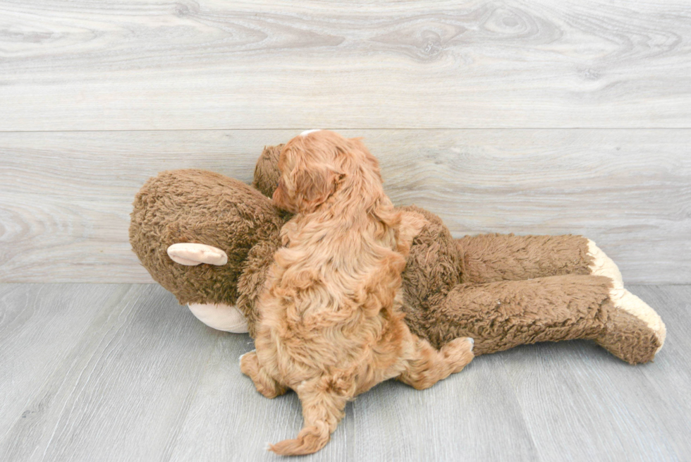 Happy Cavapoo Baby