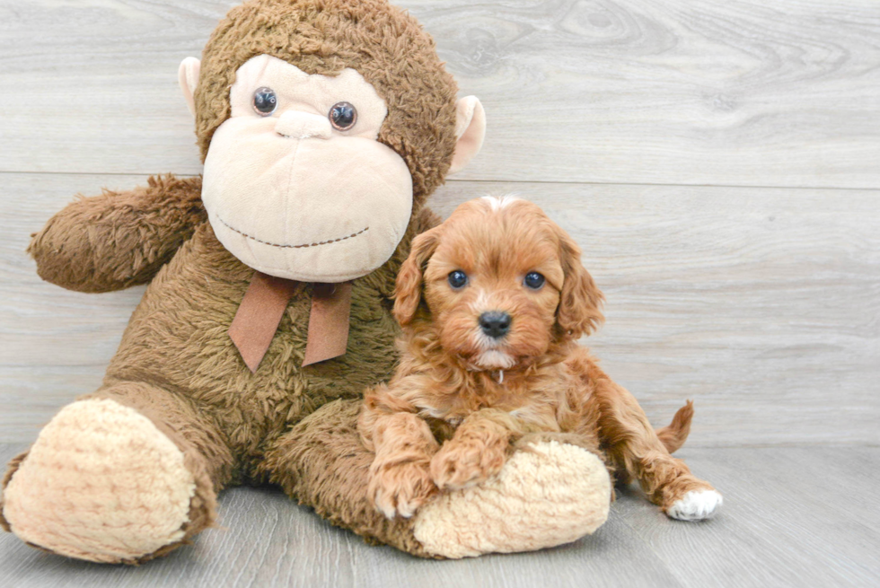 Playful Cavoodle Poodle Mix Puppy