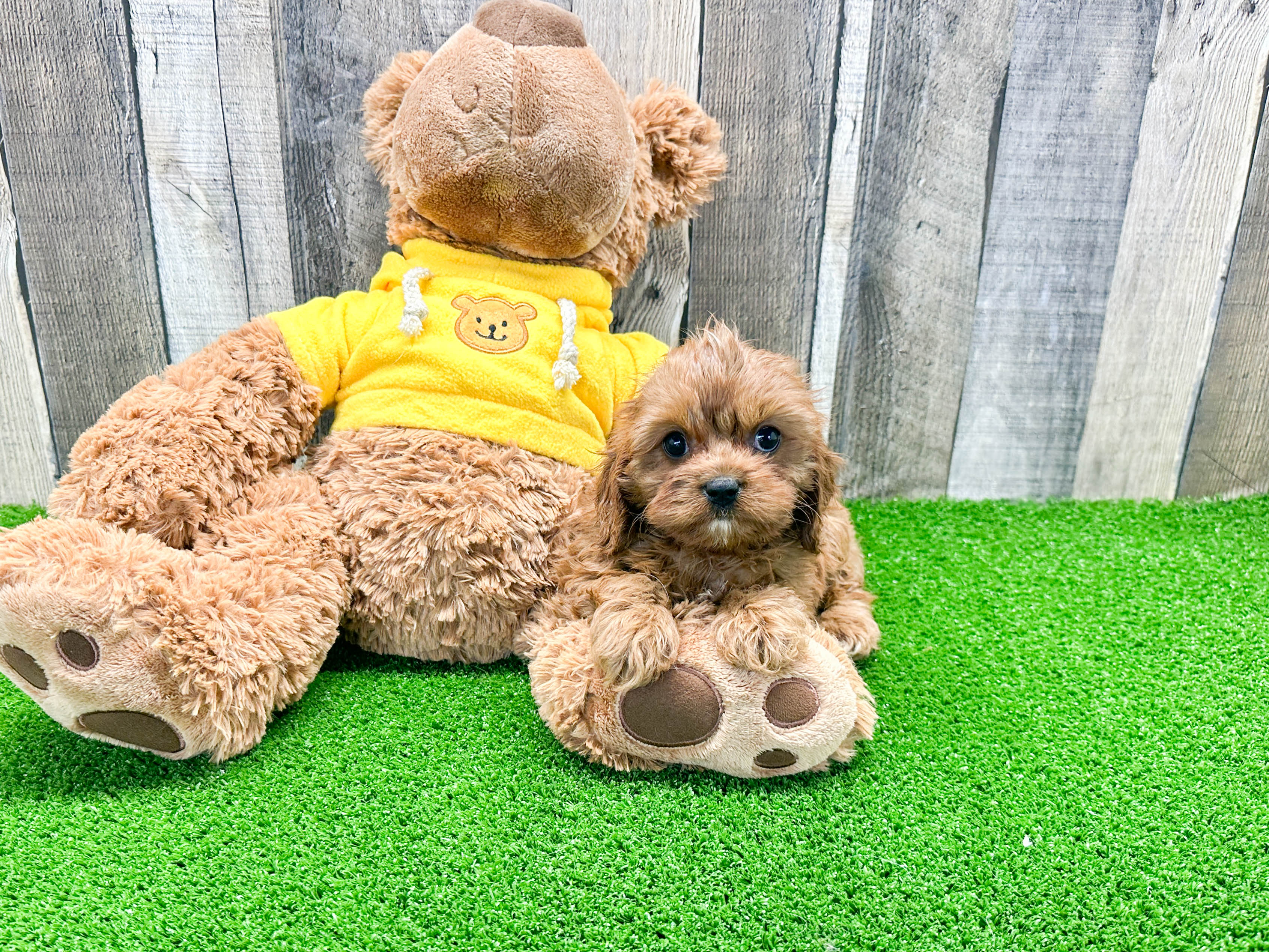 Small Cavapoo Baby