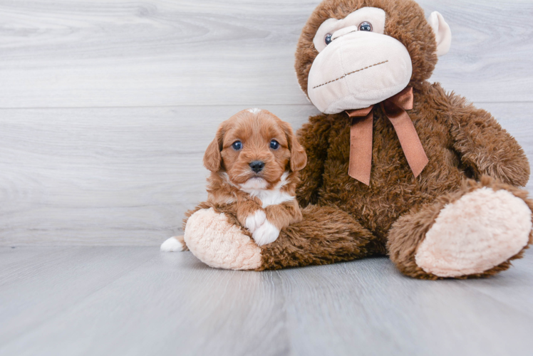 Cavapoo Pup Being Cute