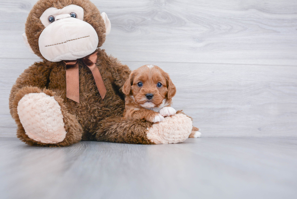 Cavapoo Pup Being Cute