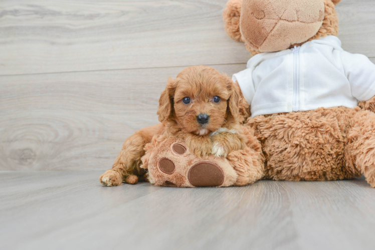 Cavapoo Puppy for Adoption