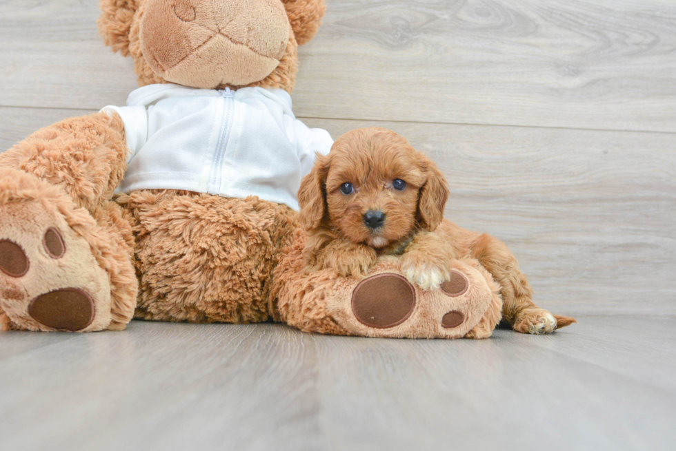 Hypoallergenic Cavoodle Poodle Mix Puppy