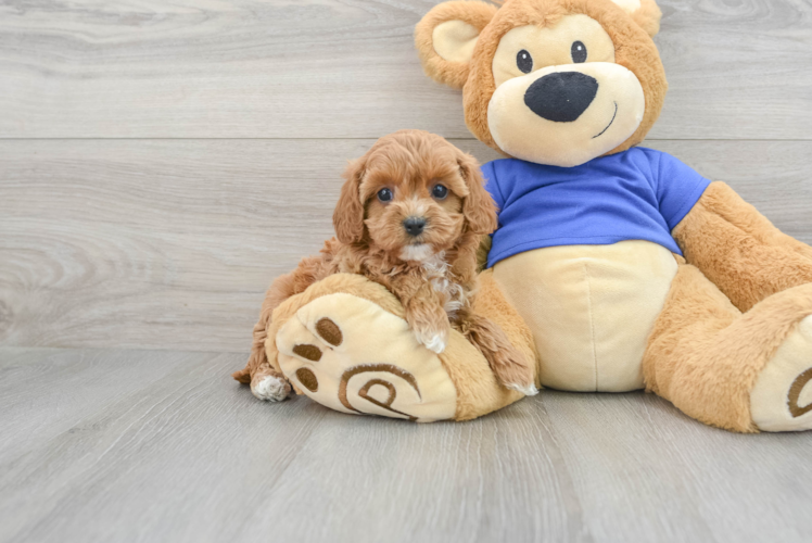 Cavapoo Puppy for Adoption