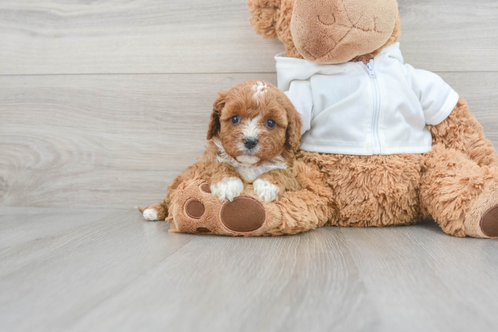 Cute Cavapoo Baby