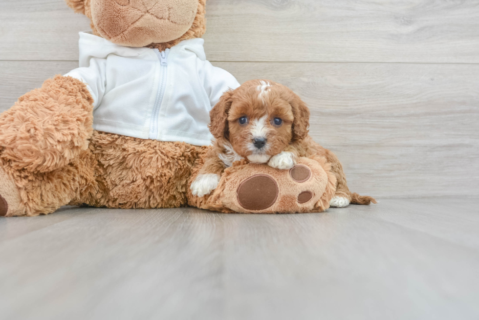 Smart Cavapoo Poodle Mix Pup