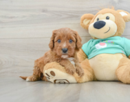 8 week old Cavapoo Puppy For Sale - Premier Pups