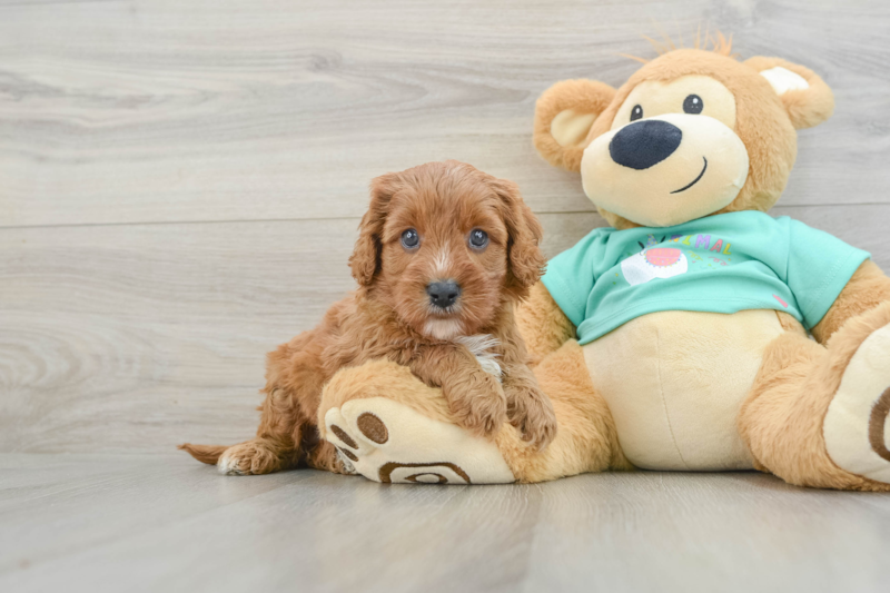 Meet Sicily - our Cavapoo Puppy Photo 1/6 - Premier Pups