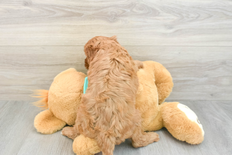 Meet Sicily - our Cavapoo Puppy Photo 2/6 - Premier Pups