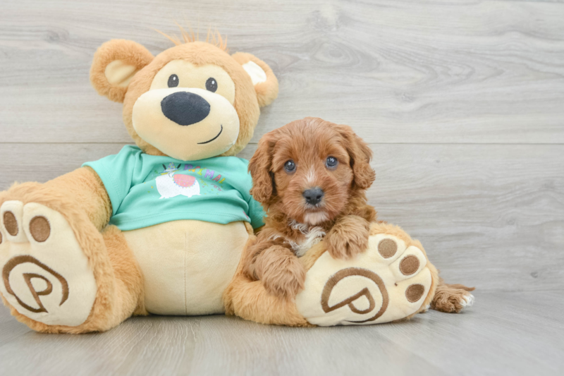 Meet Sicily - our Cavapoo Puppy Photo 3/6 - Premier Pups