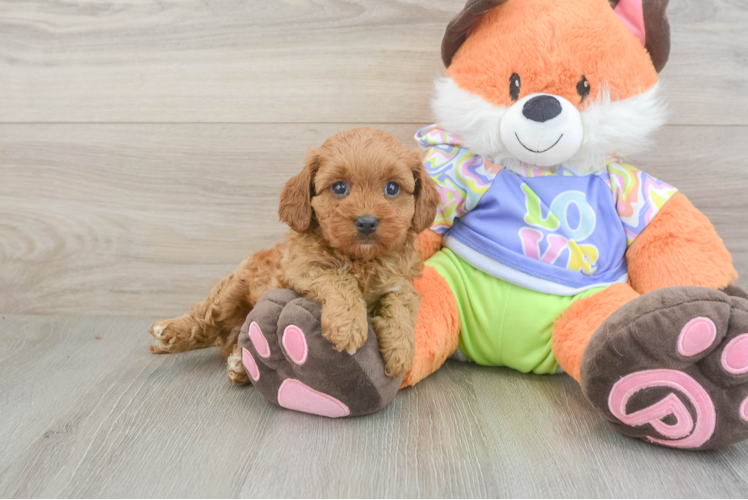 Best Cavapoo Baby