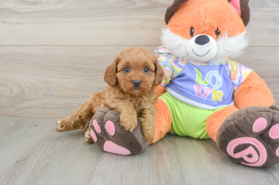 6 week old Cavapoo Puppy For Sale - Premier Pups