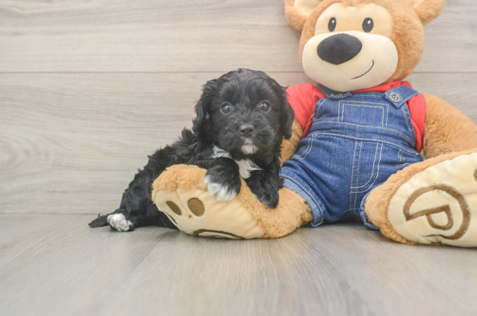 5 week old Cavapoo Puppy For Sale - Premier Pups