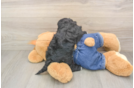 Small Cavapoo Baby