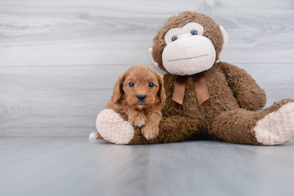 Popular Cavapoo Poodle Mix Pup