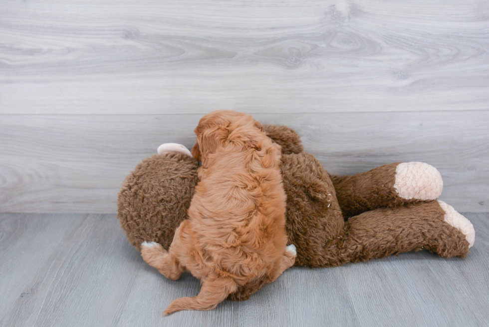 Funny Cavapoo Poodle Mix Pup