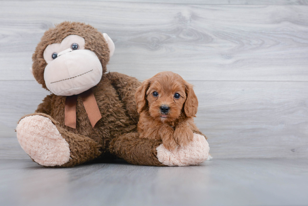 Energetic Cavoodle Poodle Mix Puppy